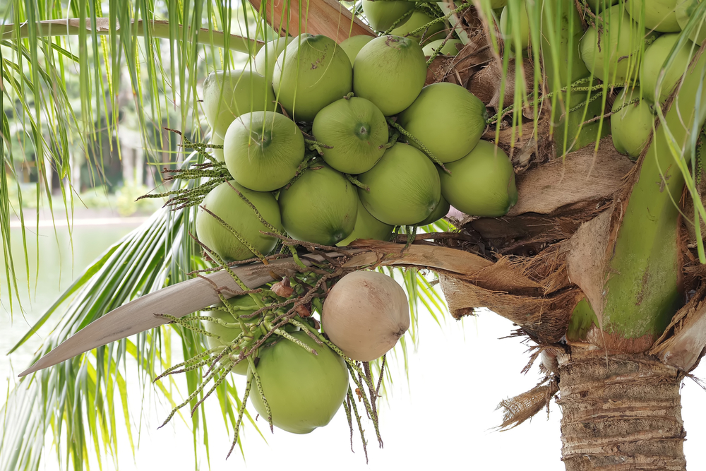 Young Coconuts: A Popular Food Ingredient